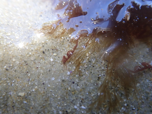 Caprellina longicollis