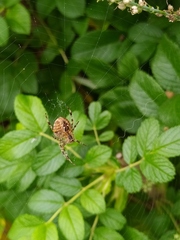 Araneus diadematus