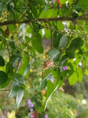 Araneus diadematus