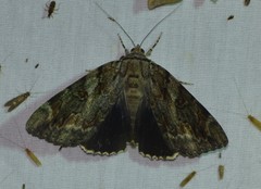 Catocala agrippina