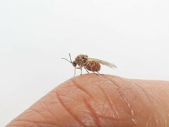 Andricus quercustozae