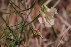 Lathyrus pannonicus collinus