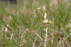 Lathyrus pannonicus collinus