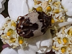 Anthrenus isabellinus