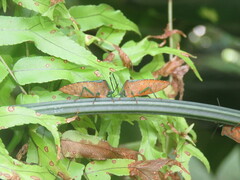 Piezosternum subulatum