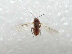 Andricus quercustozae