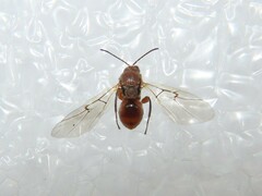 Andricus quercustozae