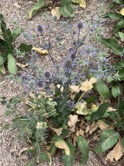 Eryngium planum