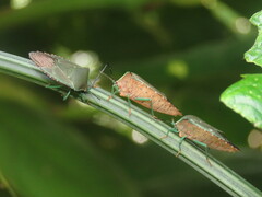 Piezosternum subulatum