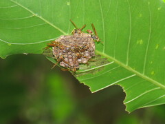 Mischocyttarus phthisicus