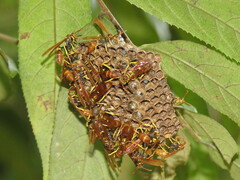 Mischocyttarus phthisicus