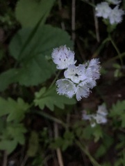 Phacelia fimbriata