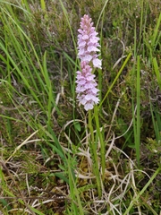 Dactylorhiza maculata ericetorum