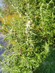 Artemisia abrotanum