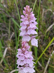 Dactylorhiza maculata ericetorum