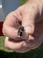 Diceroprocta cinctifera