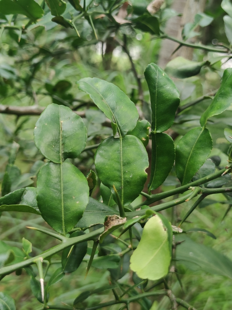 Citrus hystrix, Huai Namkhem, Udom Sap, Wang Nam Khiao District, Nakhon Ratchasima, Thajsko