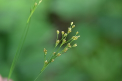 Juncus marginatus