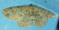 Melanolophia signataria
