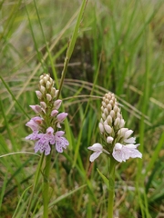 Dactylorhiza maculata ericetorum