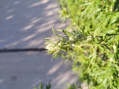 Artemisia abrotanum
