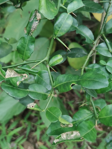 Image of Citrus hystrix by (c) Sarka Masova, some rights reserved (CC BY)