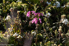 Kalmia polifolia