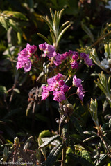 Kalmia polifolia
