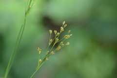 Juncus marginatus