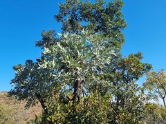 Cussonia transvaalensis