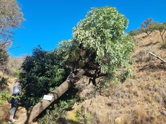 Cussonia transvaalensis