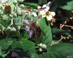 Volucella zonaria