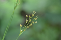 Juncus marginatus