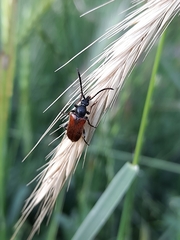 Pseudovadonia