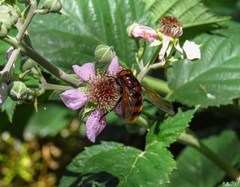 Volucella zonaria