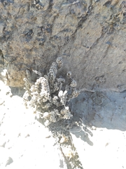 Cheilanthes hypoleuca