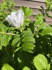 Rosa rugosa