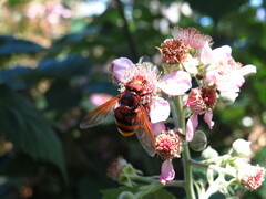 Volucella zonaria