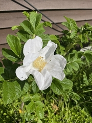 Rosa rugosa