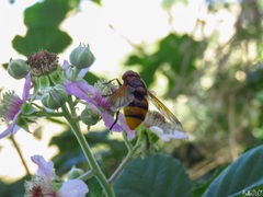 Volucella zonaria
