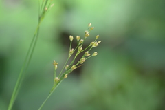 Juncus marginatus