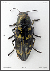 Buprestis bertheloti