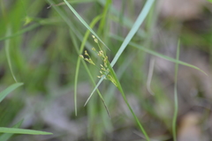 Juncus marginatus