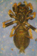 Chalcoscirtus infimus