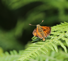Ochlodes sylvanus
