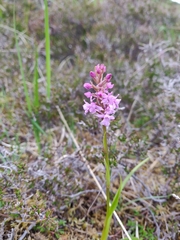 Gymnadenia borealis