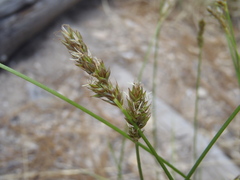 Carex occidentalis