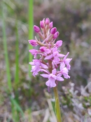 Gymnadenia borealis