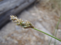 Carex occidentalis