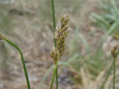 Carex occidentalis